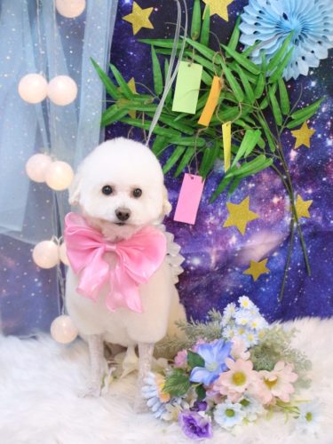 20250713MAPLEちゃん